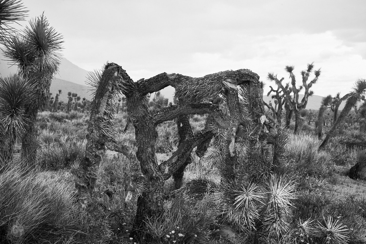 Old Joshua Tree, East of Lake Isabell, CA 